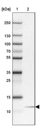 Lane 1: Marker [kDa] 250, 130, 100, 70, 55, 35, 25, 15, 10_br/_Lane 2: Human cell line A-549
