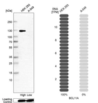Western blot analysis in human cell lines HEK293 and A-549 using Anti-BCL11A antibody. Corresponding BCL11A RNA-seq data are presented for the same cell lines. Loading control: Anti-HSP90B1.