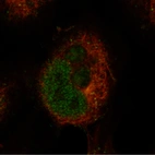 Immunofluorescence staining in NTERA-2 cell line with Anti-BCL11A monoclonal antibody, showing specific staining of nucleoplasm in green. Microtubule- and nuclear probes are visualized in red and blue respectively (where available).