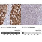 Anti-NDUFA7 Antibody