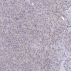 Immunohistochemical staining of human pancreas shows weak positivity in exocrine glandular cells.