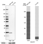 Western blot analysis in human cell line HEK 293 and human cell line U-2 OS.