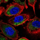 Immunofluorescent staining of human cell line PC-3 shows localization to mitochondria.