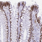 Anti-SELENOV Antibody