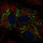 Anti-ALDH1L2 Antibody