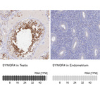 Anti-SYNGR4 Antibody