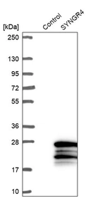 Western blot analysis in control (vector only transfected HEK293T lysate) and SYNGR4 over-expression lysate (Co-expressed with a C-terminal myc-DDK tag (~3.1 kDa) in mammalian HEK293T cells, LY415752).