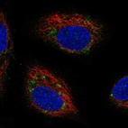 Immunofluorescent staining of human cell line A549 shows localization to the Golgi apparatus.