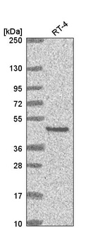 Anti-EYA2 Antibody