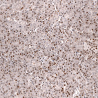 Immunohistochemical staining of human pancreas shows strong nuclear positivity in exocrine glandular cells.