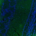 Immunofluorescence staining of mouse olfactory bulb shows weak staining in the external plexiform layer.