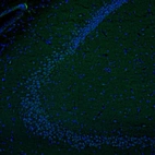 Immunofluorescence staining of mouse hippocampus shows restricted positivity in the CA2/CA3 areas.