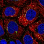 Immunofluorescent staining of human cell line CACO-2 shows localization to vesicles.