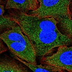Immunofluorescent staining of human cell line U-2 OS shows localization to cytosol.