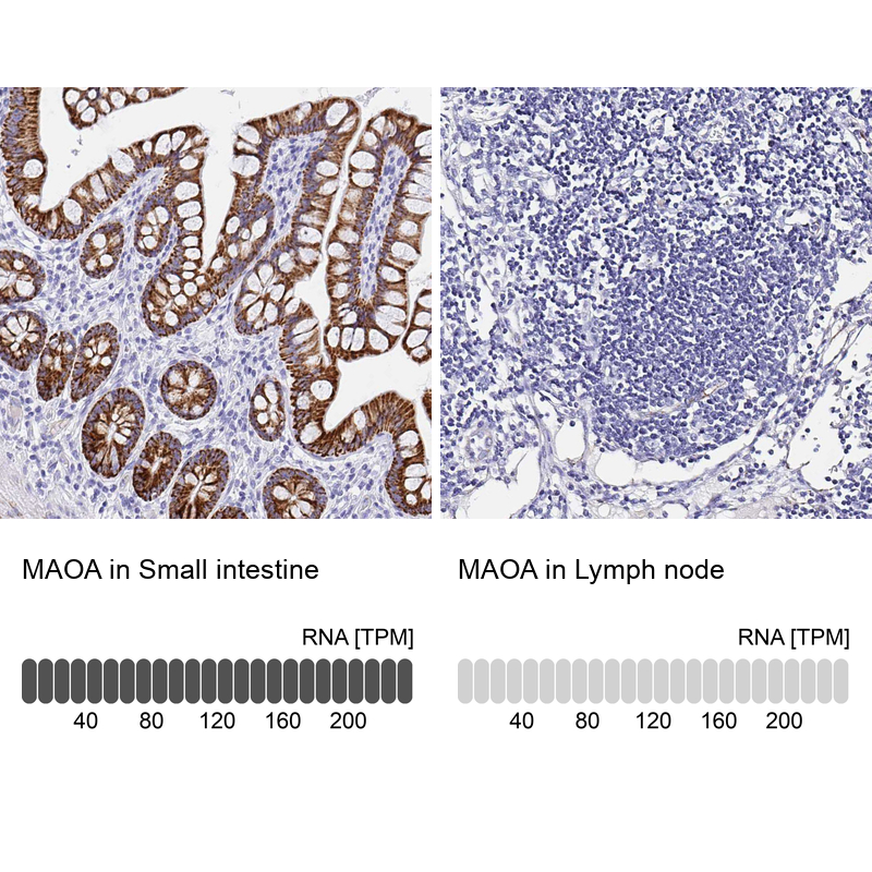 Anti-MAOA Antibody