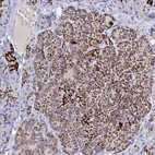 Immunohistochemical staining of human pancreas shows moderate cytoplasmic positivity in islets of Langerhans.