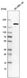 Anti-DIP2C Antibody