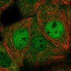 Immunofluorescent staining of human cell line MCF7 shows localization to nucleoplasm & cytosol.