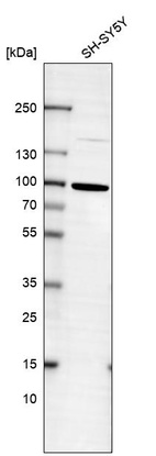 Western blot analysis in human cell line SH-SY5Y.