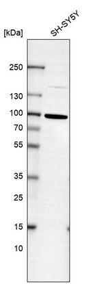 Western blot analysis in human cell line SH-SY5Y.