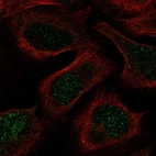 Immunofluorescent staining of human cell line U-2 OS shows localization to nucleus.