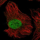 Immunofluorescent staining of human cell line HeLa shows localization to nucleus.