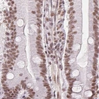 Immunohistochemical staining of human small intestine using Anti-SREK1 antibody HPA059332.