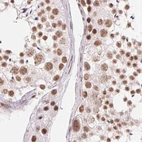 Immunohistochemical staining of human testis using Anti-SREK1 antibody HPA059332.