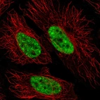 Immunofluorescent staining of human cell line HeLa shows localization to nucleoplasm & nuclear speckles.