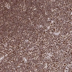 Immunohistochemical staining of human lymph node shows strong nuclear positivity in non-germinal center cells.