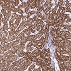 Anti-DUXA Antibody