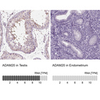 Anti-ADAM20 Antibody