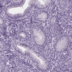 Immunohistochemical staining of human endometrium shows low expression as expected.