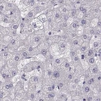 Immunohistochemical staining of human liver using Anti-GRK1 antibody HPA059376.
