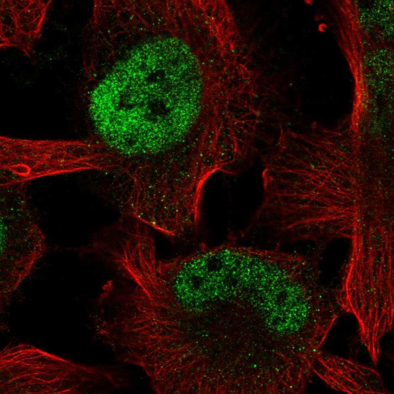 Anti-ZBTB38 Antibody