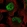 Anti-ZBTB38 Antibody