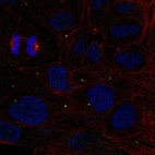 Anti-ZNF620 Antibody