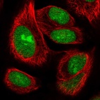 Immunofluorescent staining of human cell line U-2 OS shows localization to nucleus & nucleoli.