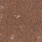 Anti-YAP1 Antibody