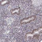 Anti-HNRNPA0 Antibody