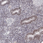Immunohistochemical staining of human endometrium shows moderate nuclear positivity in glandular cells.