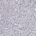 Anti-HNRNPA0 Antibody