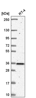 Western blot analysis in human cell line RT-4.