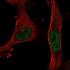 Anti-BNC2 Antibody