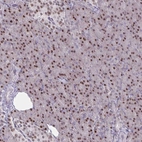 Immunohistochemical staining of human pancreas shows strong nuclear positivity in exocrine glandular cells.