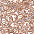 Anti-YAP1 Antibody