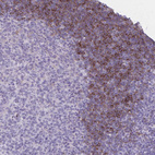 Anti-OR4B1 Antibody