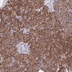 Immunohistochemical staining of human pancreas shows strong nuclear and cytoplasmic positivity in exocrine glandular cells.