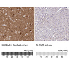 Anti-SLC9A6 Antibody