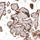 Anti-WNT5A Antibody